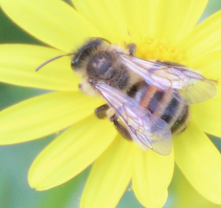 Andrena elmaria