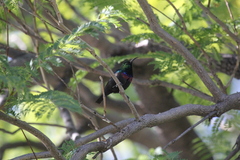 Cinnyris mariquensis