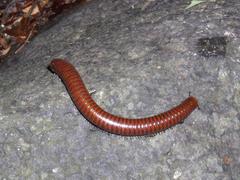 Pachyiulus hungaricus