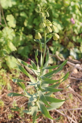 Fritillaria persica