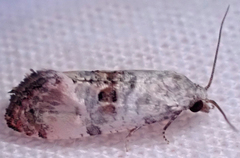 Cochylichroa arthuri