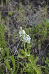 Veronica prostrata