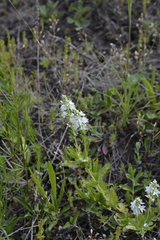 Veronica prostrata