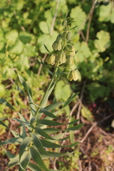 Fritillaria persica