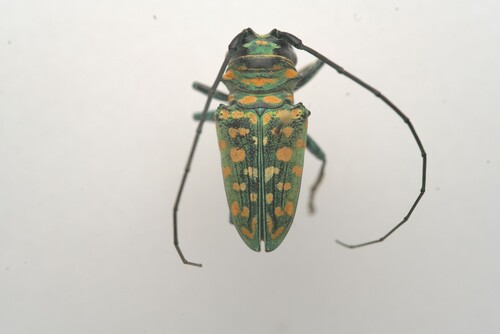 Sternotomis itzingeri