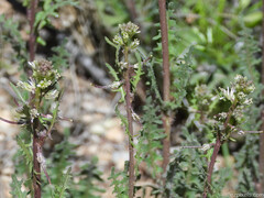 Caulanthus lasiophyllus