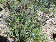 Caulanthus lasiophyllus