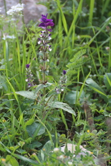 Salvia viridis