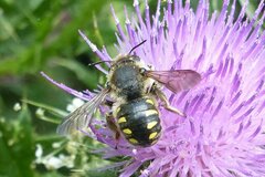 Anthidium septemspinosum