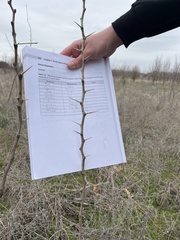 Prosopis glandulosa