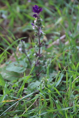 Salvia viridis