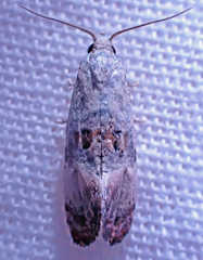 Cochylichroa arthuri