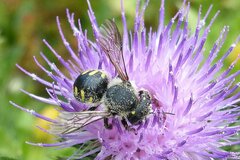 Anthidium septemspinosum