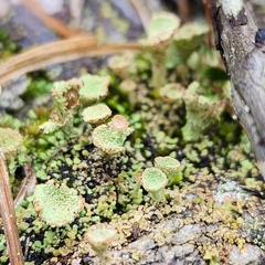 Cladonia chlorophaea