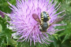 Anthidium septemspinosum