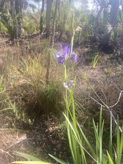 Iris savannarum