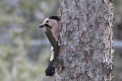 Garrulus glandarius atricapillus