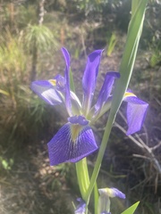Iris savannarum