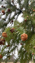 Cunninghamia lanceolata