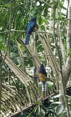 Trogon chionurus