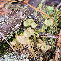 Cladonia chlorophaea