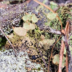 Cladonia chlorophaea