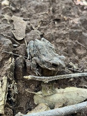 Incilius mazatlanensis
