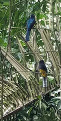 Trogon chionurus