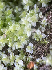 Mnium stellare