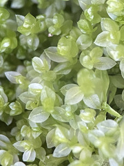 Mnium stellare