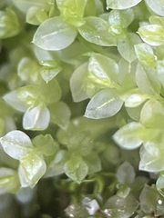 Mnium stellare