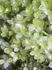 Mnium stellare