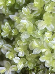 Mnium stellare