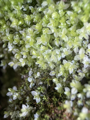 Mnium stellare