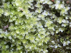 Mnium stellare