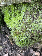 Mnium stellare