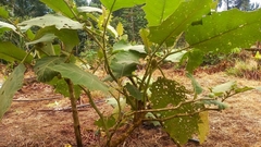 Solanum sessiliflorum