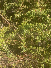 Vaccinium myrsinites