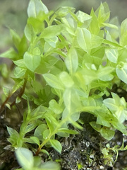 Mnium stellare
