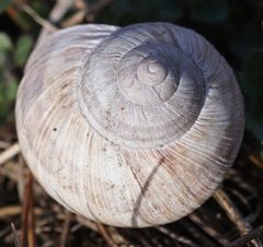 Helix pomatia