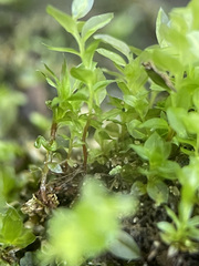 Mnium stellare