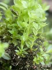 Mnium stellare