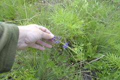 Salvia dumetorum