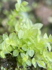 Mnium stellare