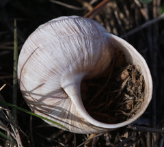 Helix pomatia