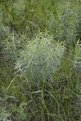 Galatella biflora