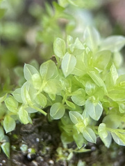 Mnium stellare