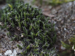 Grimmia muehlenbeckii