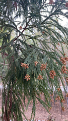 Cryptomeria japonica