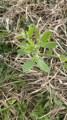 Baptisia bracteata